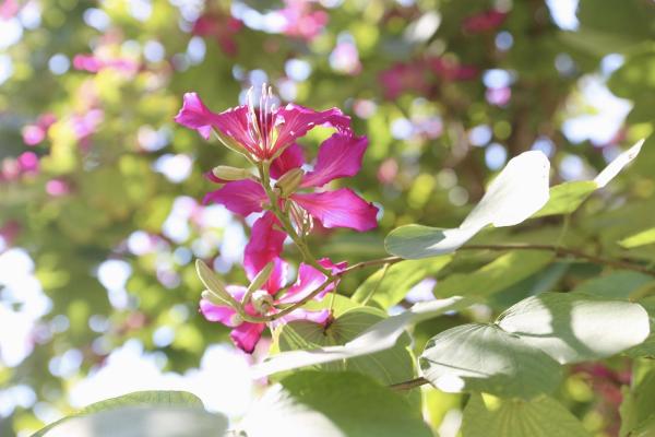 大美碧岭：繁花似锦 生态画卷春色浓