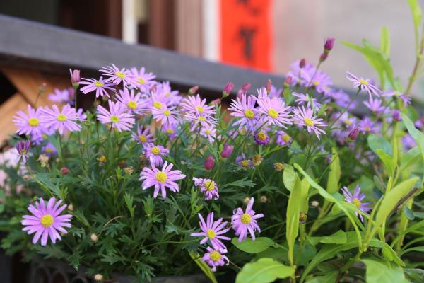 大美碧岭：繁花似锦 生态画卷春色浓