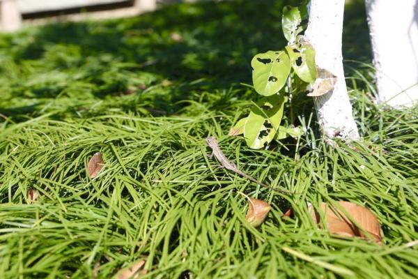 大美碧岭：繁花似锦 生态画卷春色浓