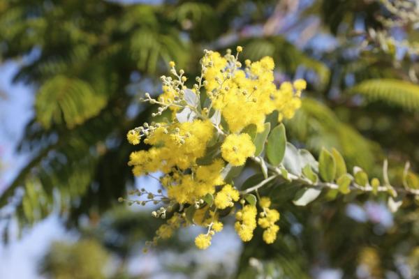 大美碧岭：繁花似锦 生态画卷春色浓