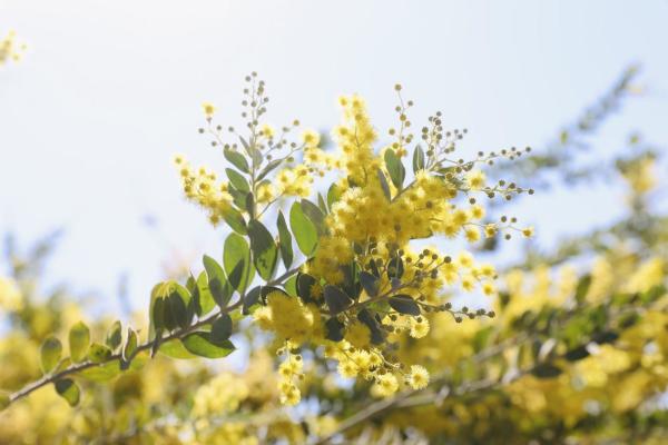 大美碧岭：繁花似锦 生态画卷春色浓