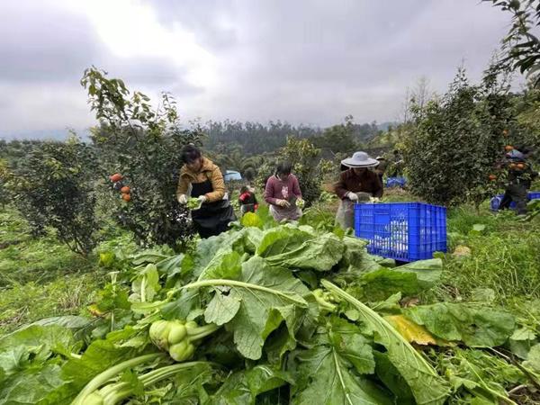 铜梁虎峰镇：林间林下双丰收 集体经济有奔头