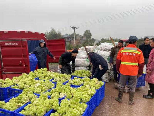 铜梁虎峰镇：林间林下双丰收 集体经济有奔头