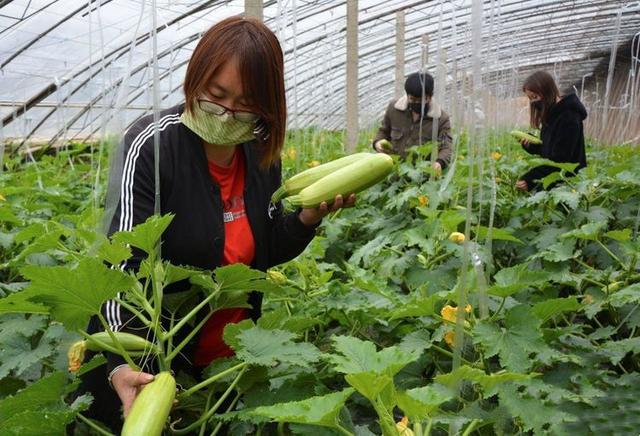 连阴雨雪天来临，专家支招力保“菜篮子”