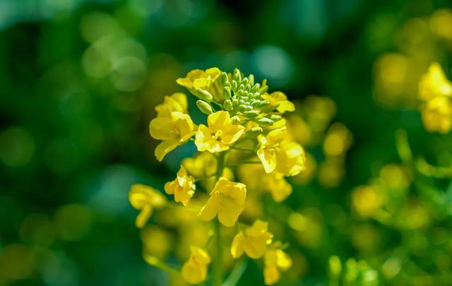 晋宁：春光明媚 油菜花开