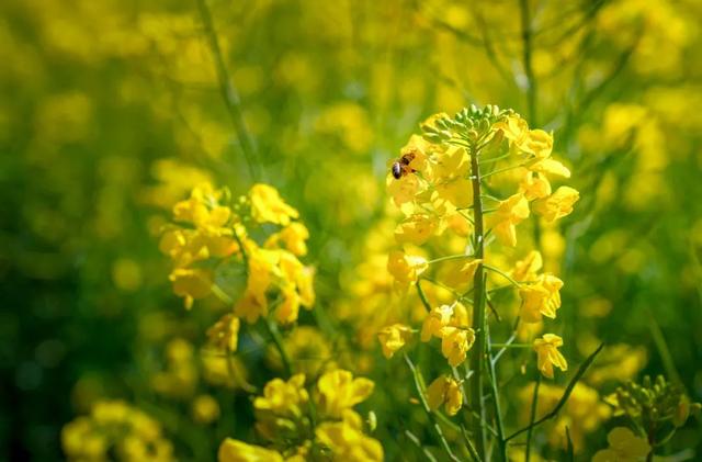 晋宁：春光明媚 油菜花开