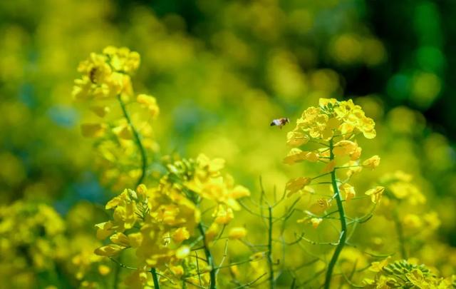 晋宁：春光明媚 油菜花开