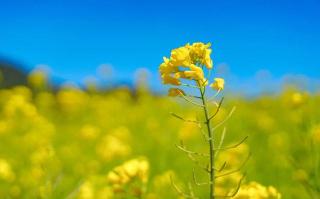 晋宁：春光明媚 油菜花开