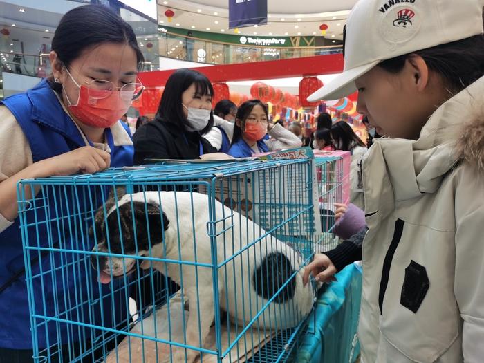 泉心犬益丨10只狗狗被济南爱心市民领养