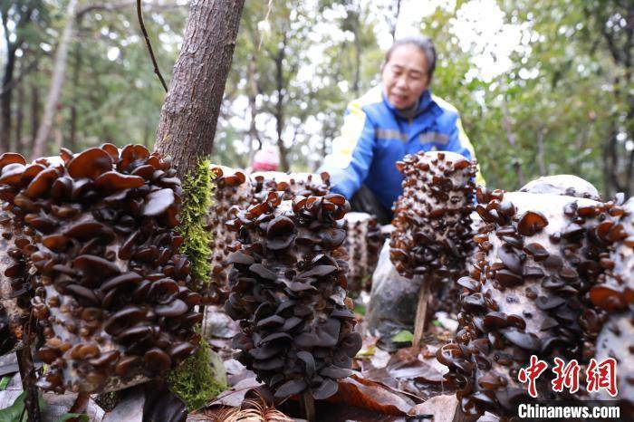 贵州剑河：林下黑木耳喜获丰收