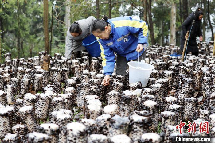 贵州剑河：林下黑木耳喜获丰收