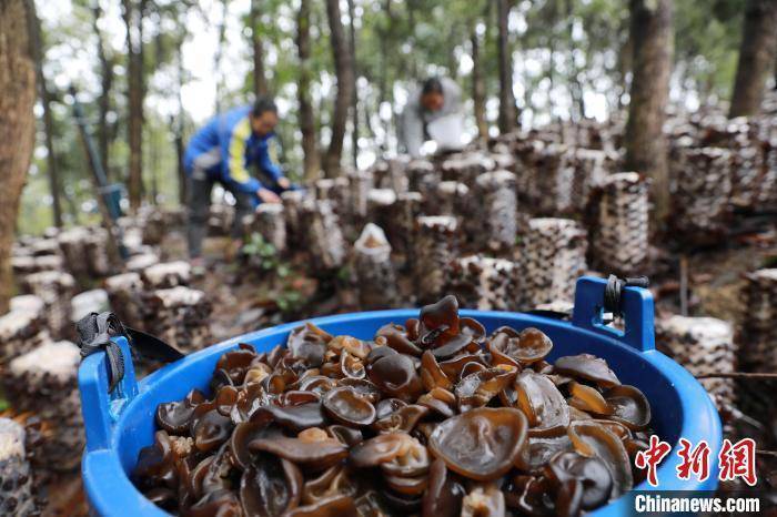 贵州剑河：林下黑木耳喜获丰收