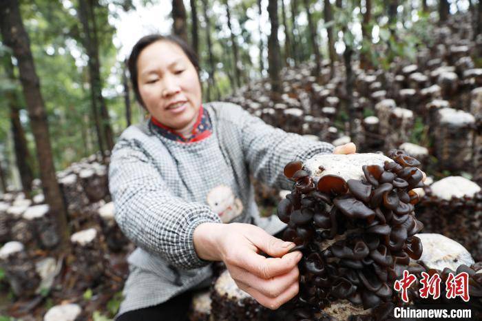 贵州剑河：林下黑木耳喜获丰收