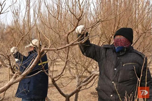 敦煌市转渠口镇：不误农时春耕忙