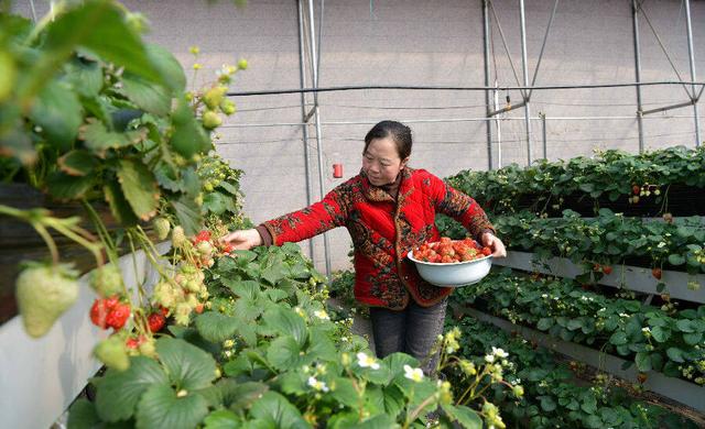 江苏东海：采摘草莓 供应市场