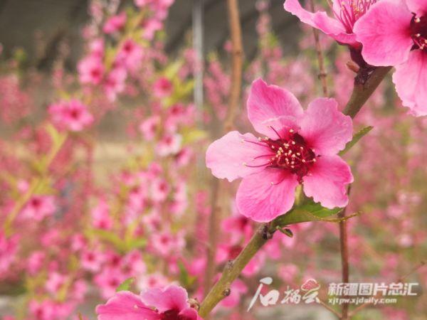 胡小桃的“桃园”新春桃花朵朵开