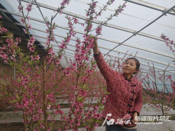 胡小桃的“桃园”新春桃花朵朵开