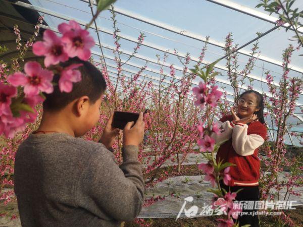 胡小桃的“桃园”新春桃花朵朵开