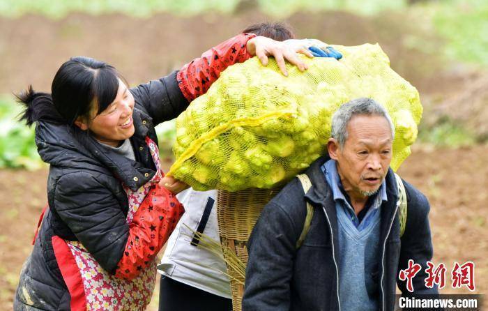 重庆酉阳1万多亩青菜头喜获丰收