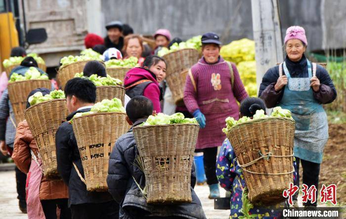 重庆酉阳1万多亩青菜头喜获丰收