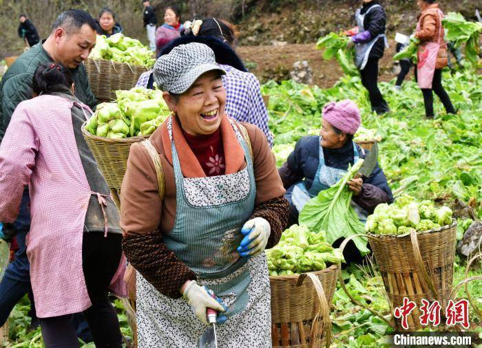 重庆酉阳1万多亩青菜头喜获丰收