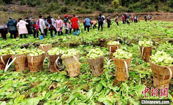 重庆酉阳1万多亩青菜头喜获丰收