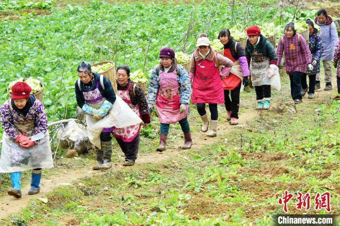 重庆酉阳1万多亩青菜头喜获丰收