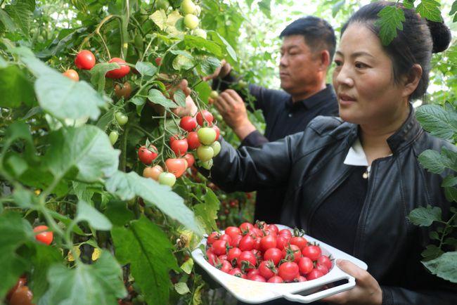 党建引领助推绿色循环农业产业旺