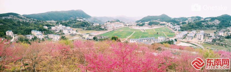 新春走基层丨莆田涵江坪盘村：赏花经济 美乡村富口袋