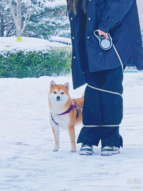 杨幂分享雪地遛狗随拍美照 绳子逐渐不受掌控画面逗趣