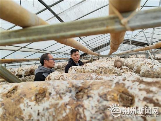 「新春走基层」江陵县：人勤春来早 特色种植动起来