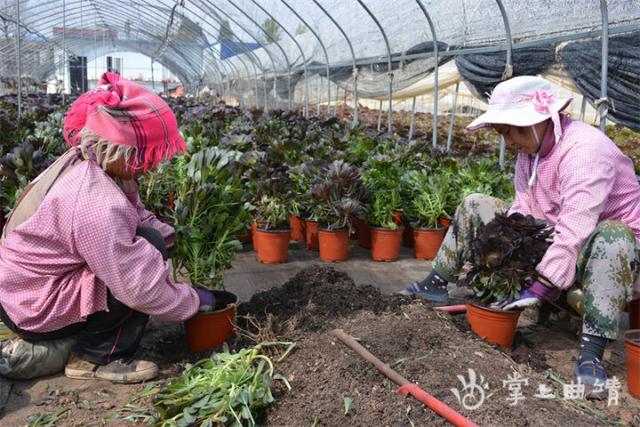 麒麟区沿江街道：小小花卉铺就致富路