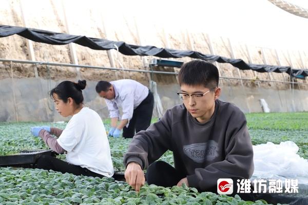 接棒父辈！寿光年轻人播种梦想，开花结果