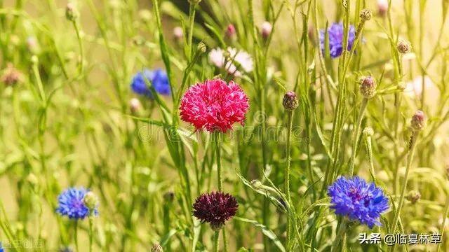 适合临夏地区栽植花卉品种推介