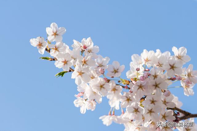 适合临夏地区栽植花卉品种推介