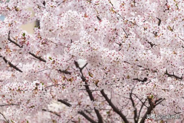 适合临夏地区栽植花卉品种推介