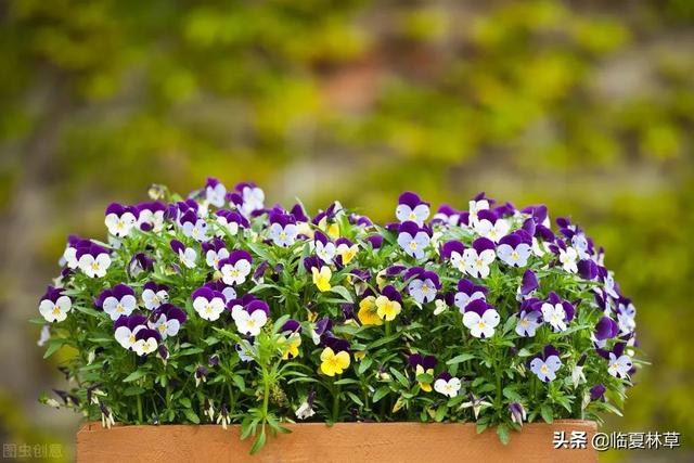 适合临夏地区栽植花卉品种推介