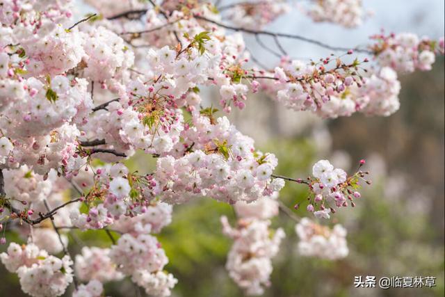 适合临夏地区栽植花卉品种推介