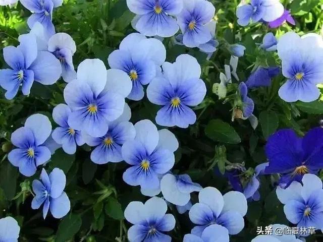 适合临夏地区栽植花卉品种推介