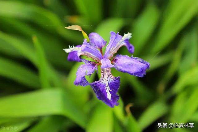 适合临夏地区栽植花卉品种推介