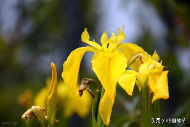 适合临夏地区栽植花卉品种推介