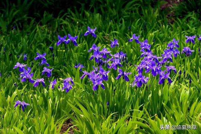 适合临夏地区栽植花卉品种推介