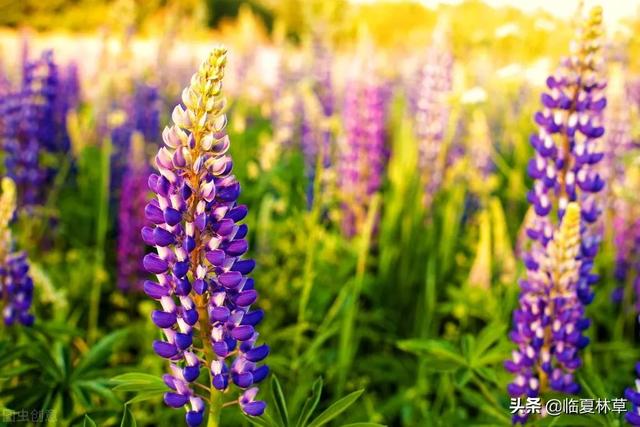 适合临夏地区栽植花卉品种推介