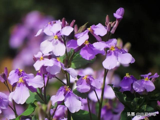 适合临夏地区栽植花卉品种推介