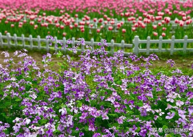 适合临夏地区栽植花卉品种推介