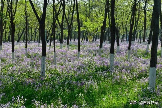 适合临夏地区栽植花卉品种推介