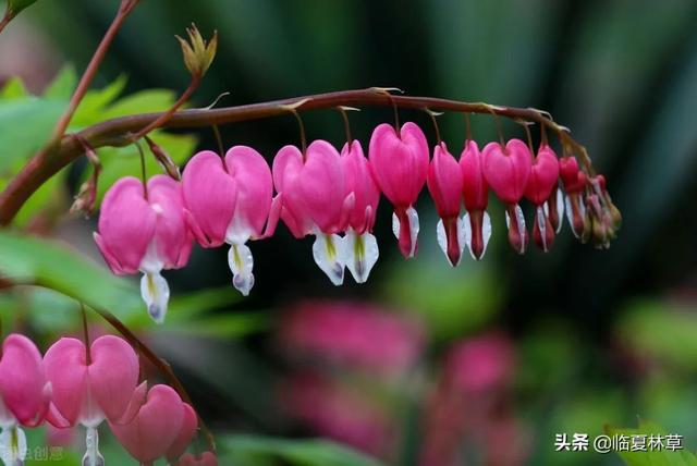 适合临夏地区栽植花卉品种推介