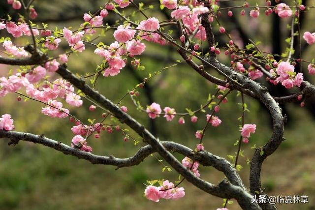 适合临夏地区栽植花卉品种推介