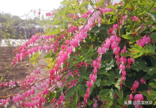 适合临夏地区栽植花卉品种推介