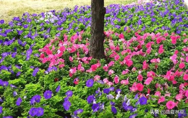 适合临夏地区栽植花卉品种推介